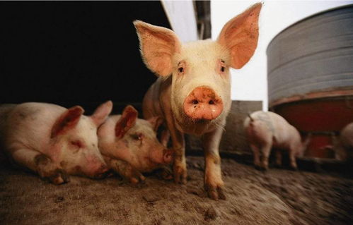 猪群入育肥舍后咳嗽频发 原因分析与综合防治方案